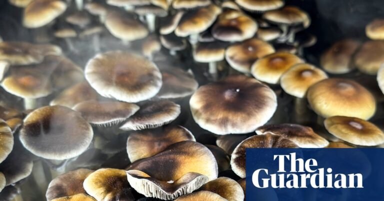 Conservative and Christian? US right champions psychedelic drugs | US news Conservative and Christian? US right champions psychedelic drugs | US news