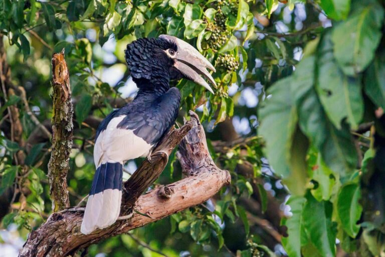 Countries Agree to New Protections for Imperiled African Hornbills