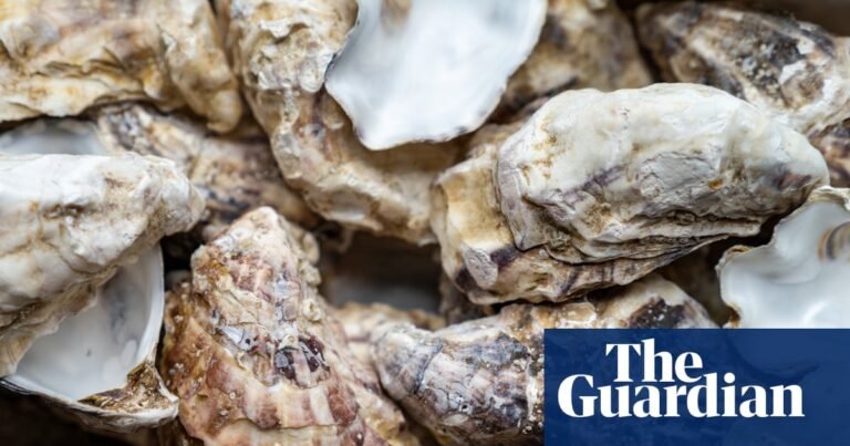 Get shucking: South Australians urged to eat oysters and donate shells for reef restoration project | Marine life