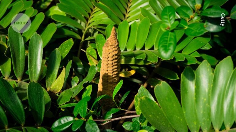 Hot spot: plants use infrared signals to say they’re ready to reproduce