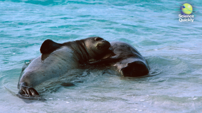 How Scientists Are Decoding Hawaiian Monk Seal Communication