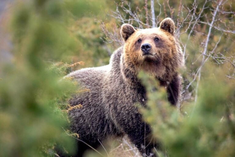 Living Near Humans, Italian Bears Evolved to Be Less Aggressive