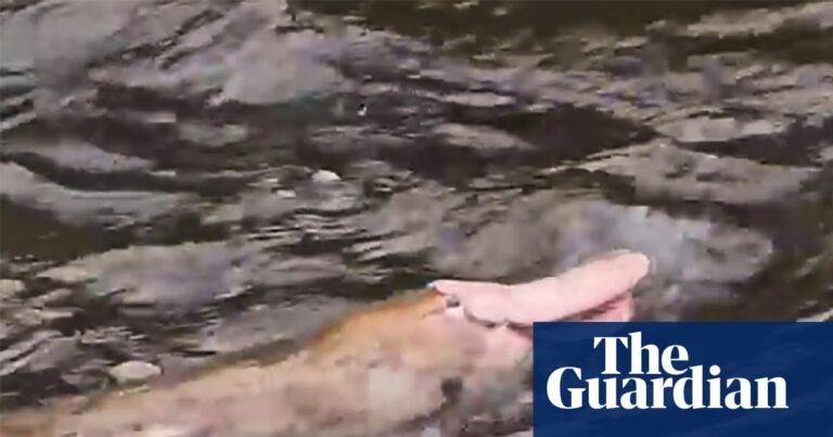 Pink platypus spotted in Gippsland is cute – but don’t get too excited | Victoria
