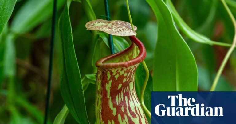 Plantwatch: Pitcher plant’s sweet nectar is laced with toxic nerve agent | Plants