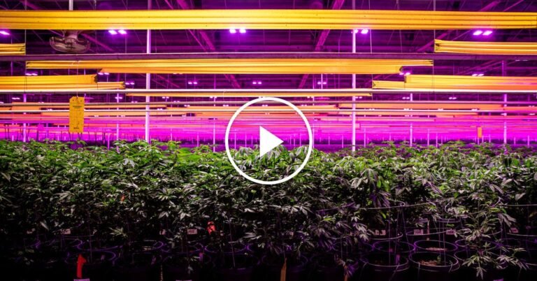 President Trump Reclassifies Marijuana With Executive Order President Trump Reclassifies Marijuana With Executive Order