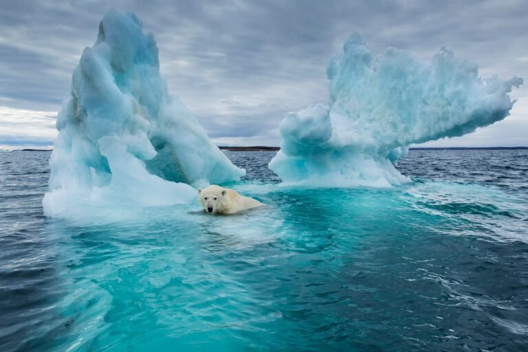 The Arctic Is in Dire Straits, 20 Years of Reporting Show