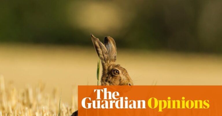 The Guardian view on animal welfare: a timely reminder that cruelty is wrong | Editorial
