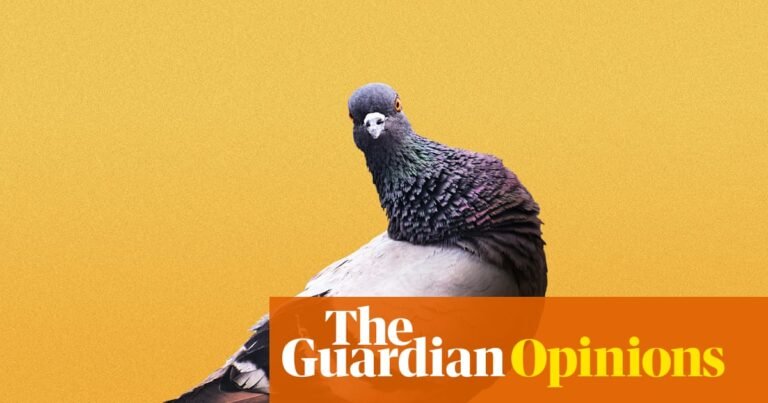 The hill I will die on: Pigeons are working-class heroes and deserve some respect | Toussaint Douglass The hill I will die on: Pigeons are working-class heroes and deserve some respect | Toussaint Douglass