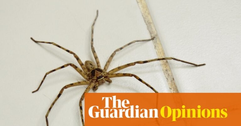 There’s an itsy-bitsy fear I want to overcome. I will never be a fan, but can I at least be Normal about spiders? | Rebecca Shaw