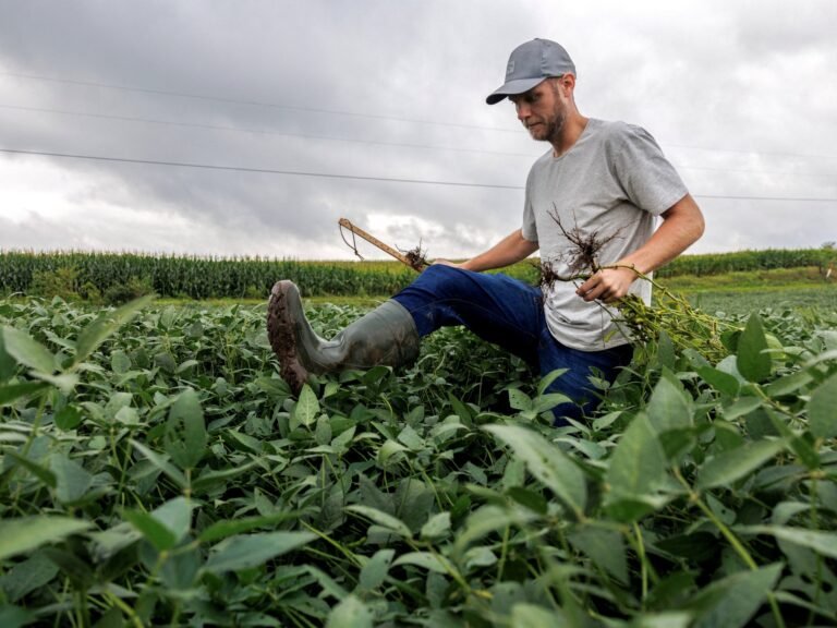 Trump announces $12bn package to aid farmers hurt by his tariffs | Donald Trump News Trump announces $12bn package to aid farmers hurt by his tariffs | Donald Trump News