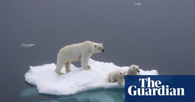 Tuesday briefing: What polar bear DNA tells us about a warming Arctic | Wildlife Tuesday briefing: What polar bear DNA tells us about a warming Arctic | Wildlife