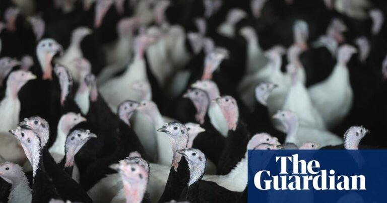 UK supermarkets turn to European turkeys as avian flu hits supply | Food & drink industry