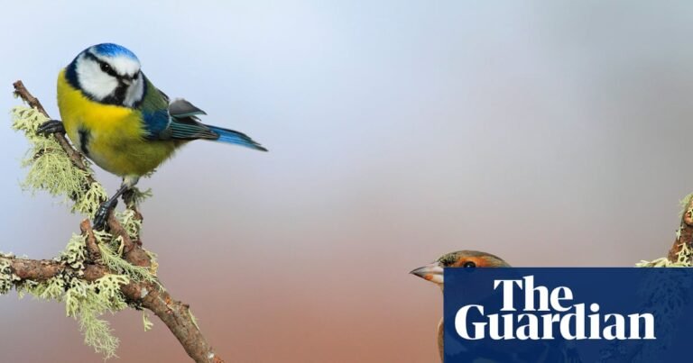 UK’s warmest spring on record led to rise in songbirds breeding, data shows | Birds UK’s warmest spring on record led to rise in songbirds breeding, data shows | Birds