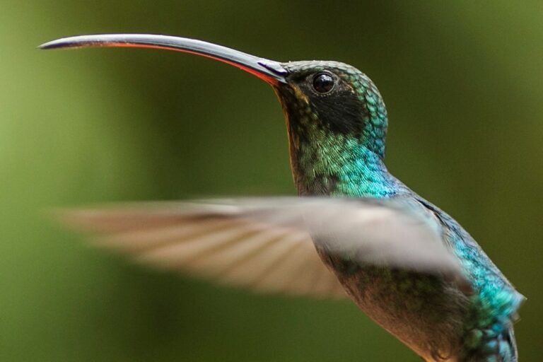 Videos Show Hummingbirds Jousting Like Medieval Knights in Rare Mating