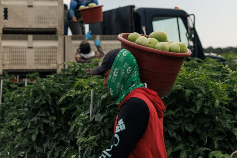 Why Few Farms Participate in the Fair Food Program, Which Experts Say Could Prevent Abuse — ProPublica Why Few Farms Participate in the Fair Food Program, Which Experts Say Could Prevent Abuse — ProPublica