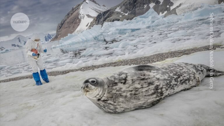 how I use penguin faeces to measure contaminants in Antarctica