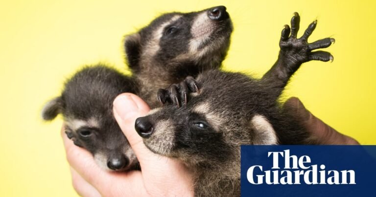 Aliens: the spread of invasive plants and animals across Europe – in pictures