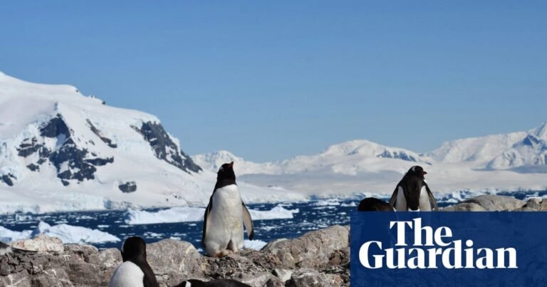 Antarctic penguins have radically shifted their breeding season – seemingly in response to climate change | Antarctica