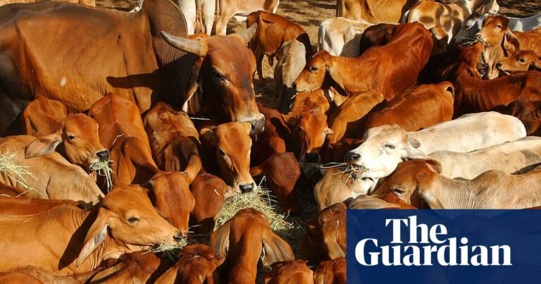 Australian beef industry ‘extremely disappointed’ after China hits imports with 55% tariff | Australia news Australian beef industry ‘extremely disappointed’ after China hits imports with 55% tariff | Australia news