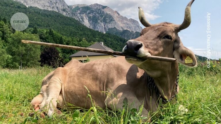 Canny cattle: at least one cow knows how to use tools