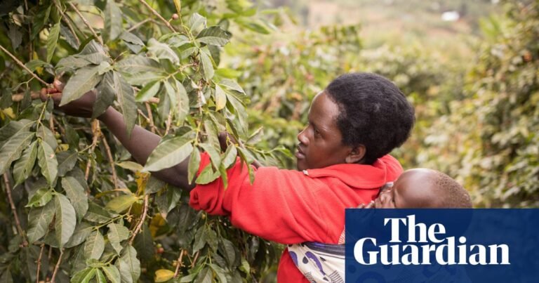 Cloth wraps treated with ‘dirt cheap’ insecticide cut malaria cases in babies | Global health Cloth wraps treated with ‘dirt cheap’ insecticide cut malaria cases in babies | Global health