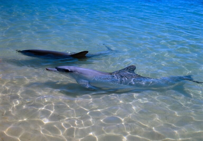 Dolphins with more close friends age more slowly Dolphins with more close friends age more slowly