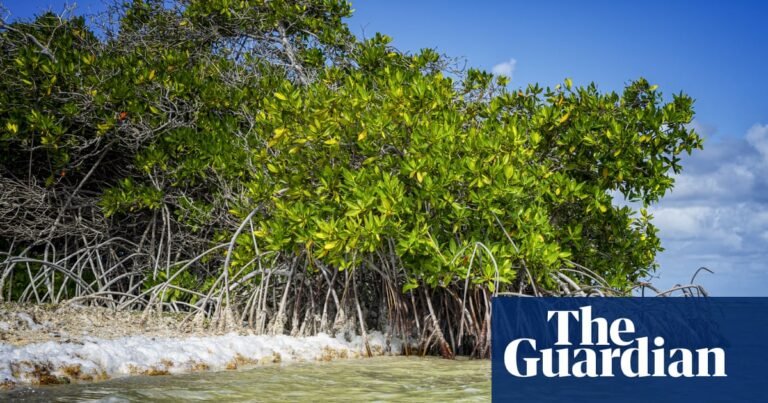 Dutch government discriminated against Bonaire islanders over climate adaptation, court rules | Climate crisis Dutch government discriminated against Bonaire islanders over climate adaptation, court rules | Climate crisis