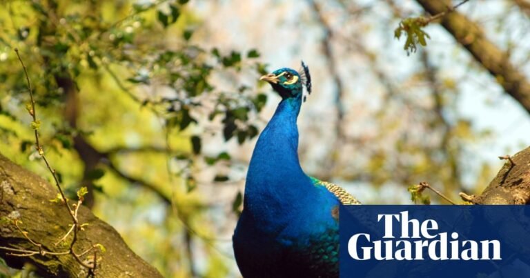 From scorpions to peacocks: the species thriving in London’s hidden microclimates | London