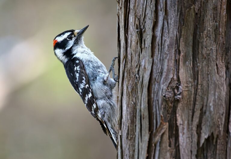 How Woodpeckers Turn Their Entire Bodies into Pecking Machines How Woodpeckers Turn Their Entire Bodies into Pecking Machines