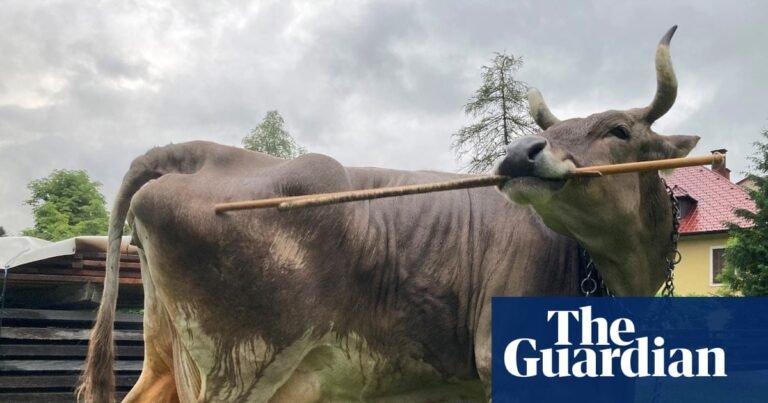 How positivity affects health, the rise of scabies and bovine intelligence – podcast | Science