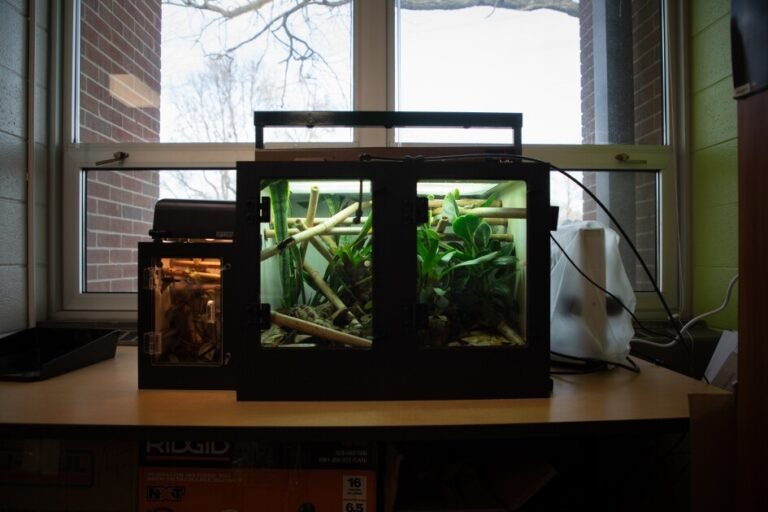 How to Build a Classroom Terrarium for Hands-On Science (Downloadable)