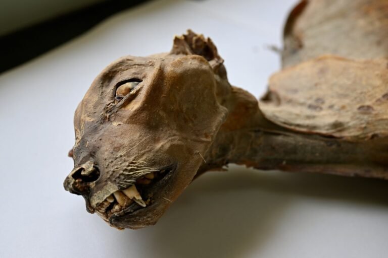 Incredible Cheetah Mummies Show Big Cats Once Roamed the Arabian Peninsula Incredible Cheetah Mummies Show Big Cats Once Roamed the Arabian Peninsula