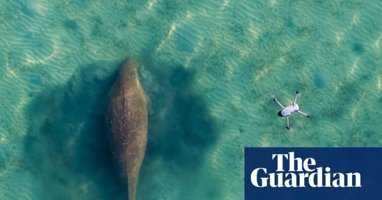 Looking for Miracle: why have so many dugongs gone missing from Thailand’s shores? | Global development Looking for Miracle: why have so many dugongs gone missing from Thailand’s shores? | Global development