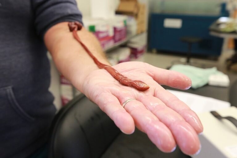 Meet ‘Baseodiscus the Eldest,’ a record-setting ribbon worm more than 27 years old