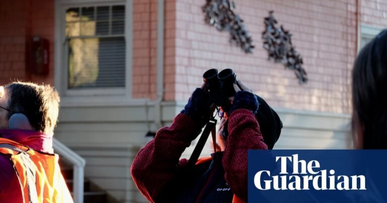 Monarch butterflies could disappear. Butterfly Town USA is scrambling to save them | California Monarch butterflies could disappear. Butterfly Town USA is scrambling to save them | California