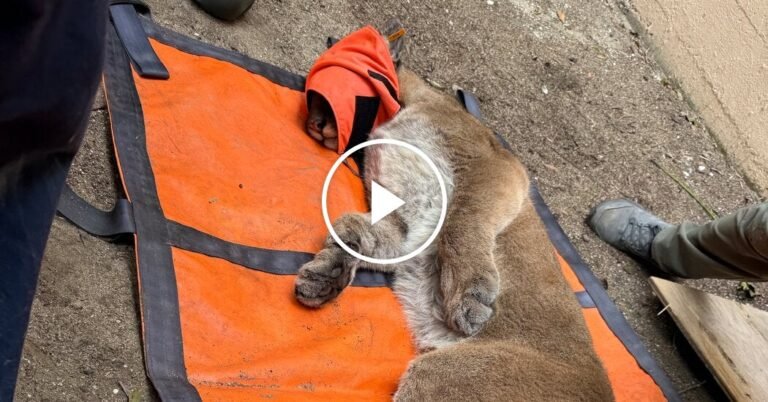 Mountain Lion Spotted in San Francisco