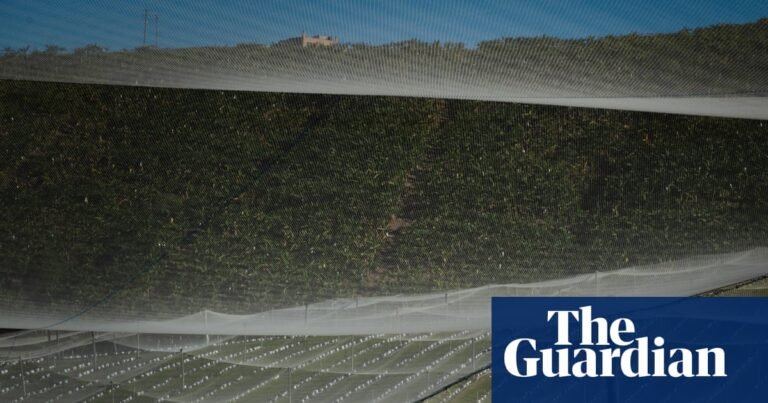 NSW Greens to move bill to let councils better regulate berry industry as it continues rapid expansion | New South Wales politics