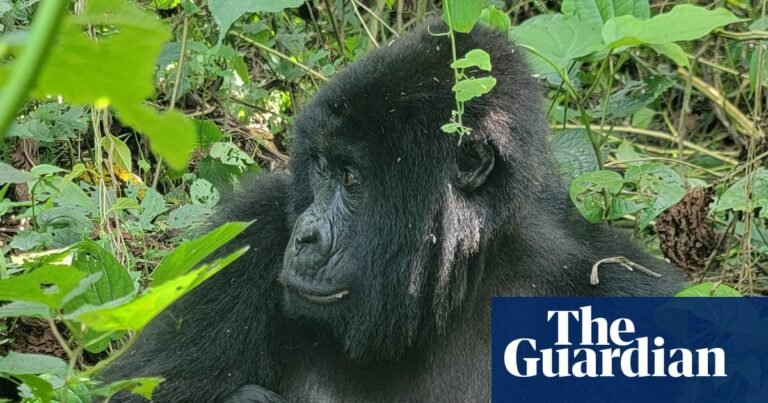 Rare twins born in DRC raise cautious hope for endangered mountain gorillas | Endangered species