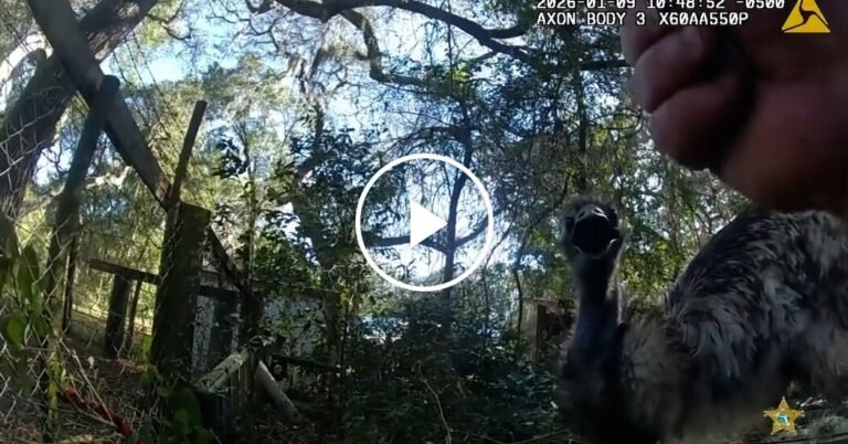 Runaway Emu Leads Sheriff’s Corporal on 45-Minute Chase