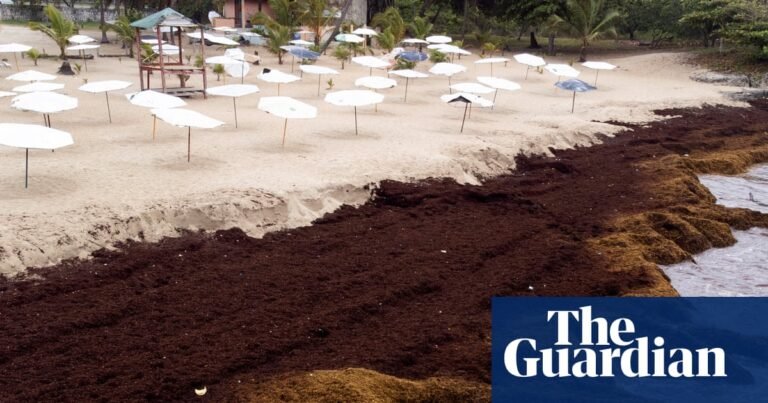 Scientists warn of ‘regime shift’ as seaweed blooms expand worldwide | Oceans