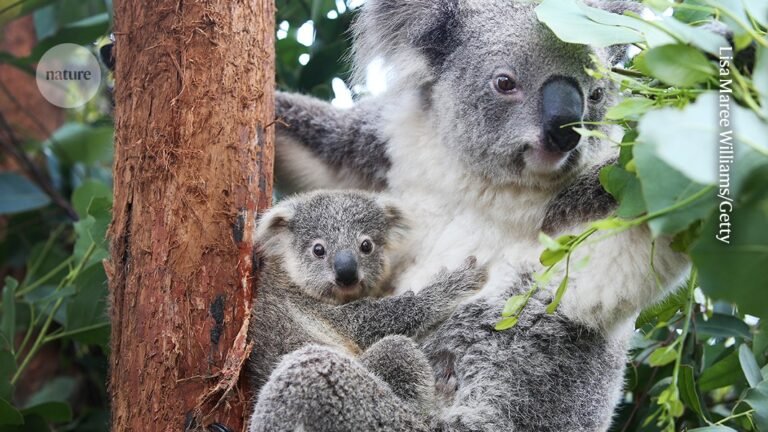 Spotting viral invaders in koala family trees