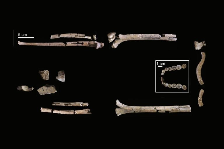 This is the most complete skeleton yet of our ancestor Homo habilis