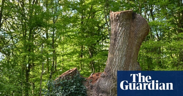 Toby Carvery owner faces eviction from north London site for felling ancient oak | Trees and forests