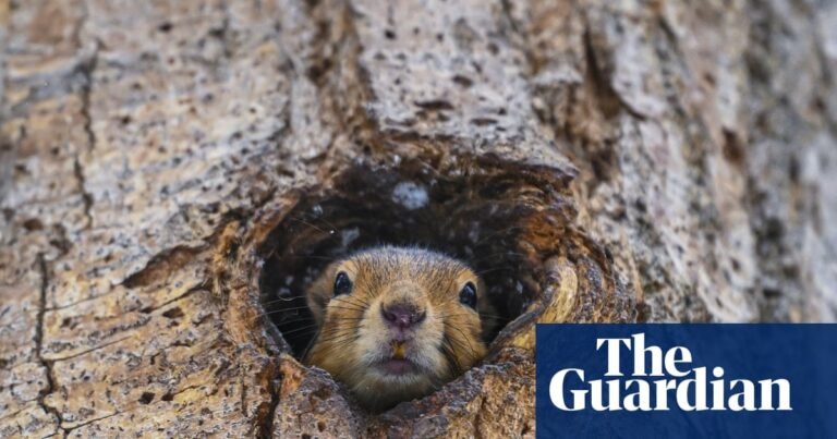 Week in wildlife: a hide-and-seek squirrel and an otter in a Christmas tree