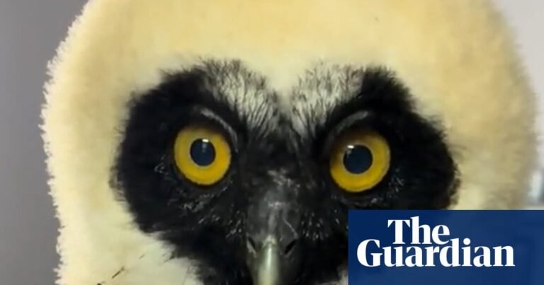 Week in wildlife: a rescued owl, a brave blackbird and Fukushima boar babies