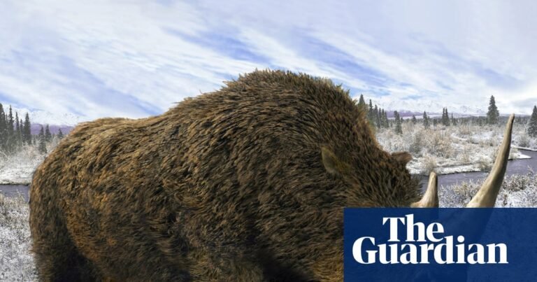 Wolf’s dinner preserved in Siberia for 14,400 years sheds light on woolly rhino | Extinct wildlife