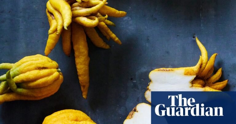 ‘Garden of Eden’: the Spanish farm growing citrus you’ve never heard of | Farming