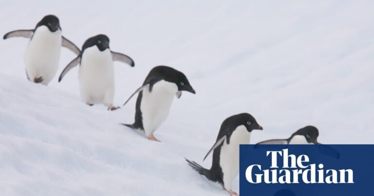 ‘Walk like penguin’ to avoid adding to winter trip toll | Winter ‘Walk like penguin’ to avoid adding to winter trip toll | Winter