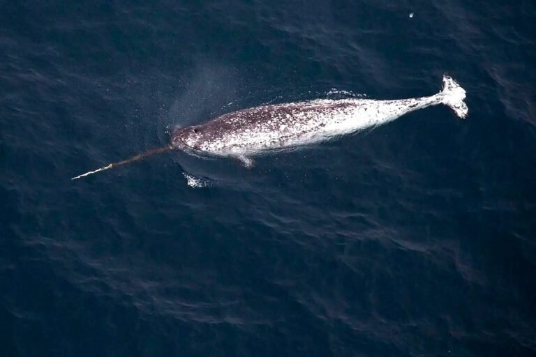 As the Arctic Gets Louder, Narwhals Are Going Quiet
