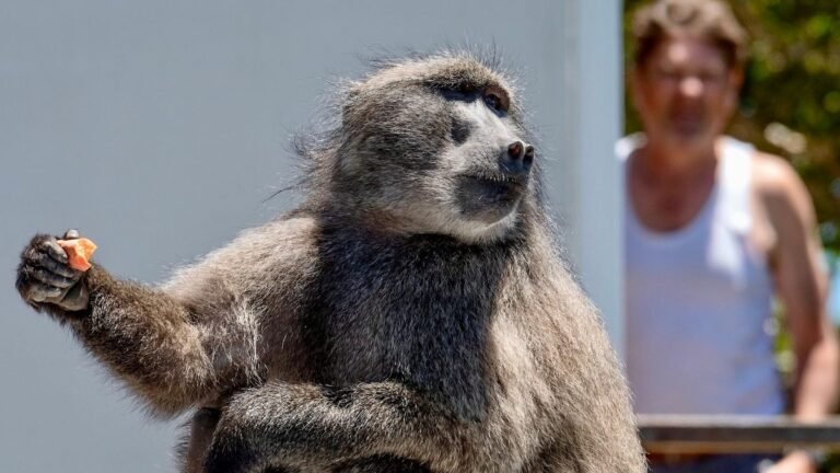 Baboon Raiders: In Cape Town, Can Big Primates and People Coexist? Baboon Raiders: In Cape Town, Can Big Primates and People Coexist?